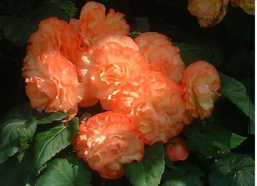 B. ‘Bellbridge’